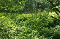Plan nature : adoption des projets de règlement à Sherbrooke